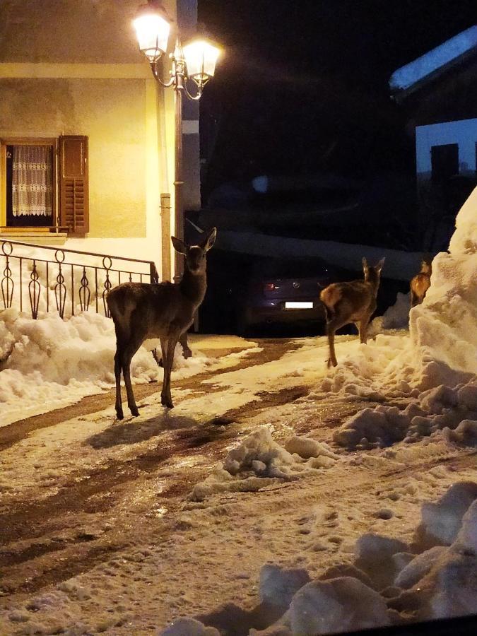 Siora Lina Appartamenti Vigo di Cadore Buitenkant foto